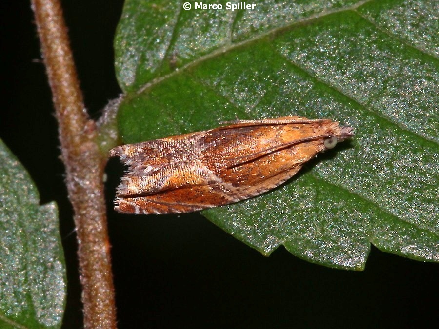 Tortricidae da identificare